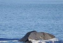 Dolphins and Whales Cruise